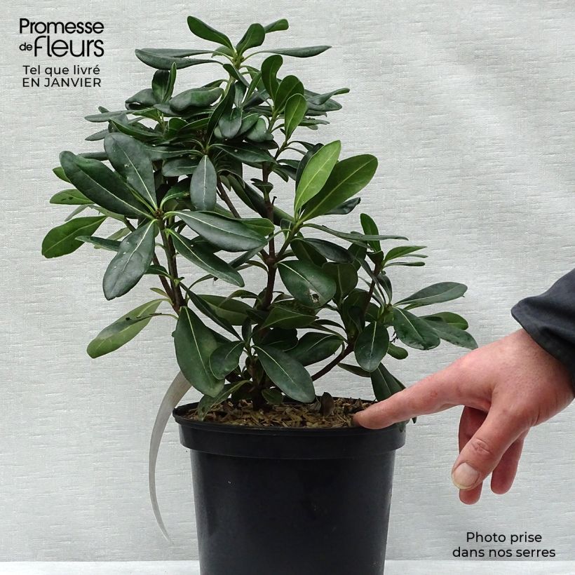Amostra de Pitosporo-do-Japão - Pittosporum tobira Vaso de 2 L/3 L tal como entregue no inverno