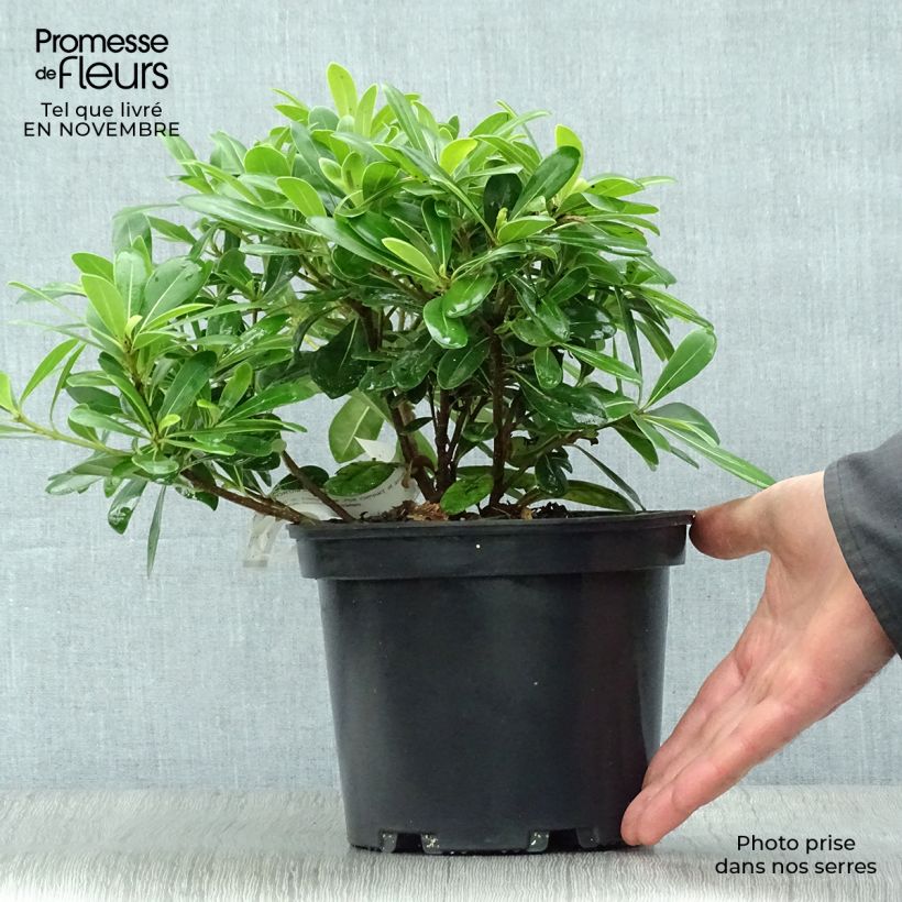 Amostra de Pitosporo-do-Japão Nanum Vaso de 2 L/3 L tal como entregue no outono