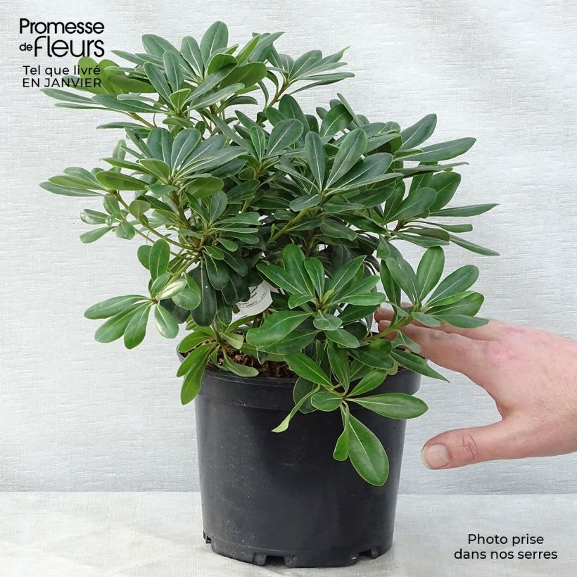 Amostra de Pittosporum tobira Nanum Vaso de 2 L/3 L tal como entregue no inverno