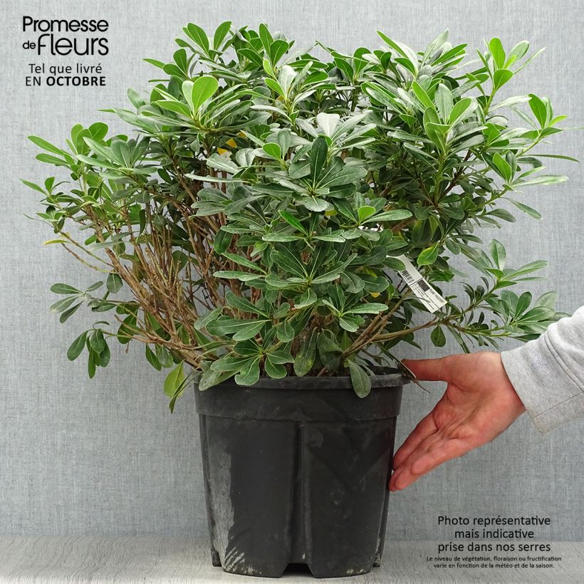 Amostra de Pitosporo-do-Japão Nanum Vaso de 7,5 L/10 L tal como entregue no outono