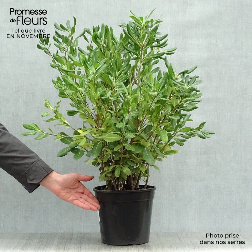 Amostra de Pitosporo-do-Japão - Pittosporum tobira Vaso de 7,5 L/10 L tal como entregue no outono