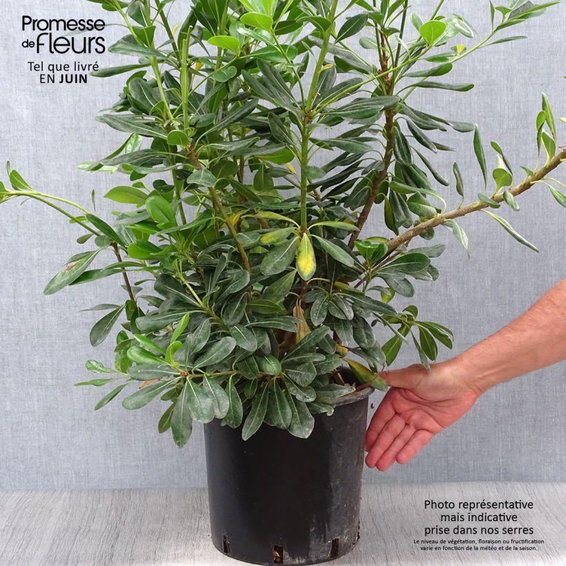 Amostra de Pitosporo-do-Japão - Pittosporum tobira Vaso de 7,5 L/10 L tal como entregue no verão