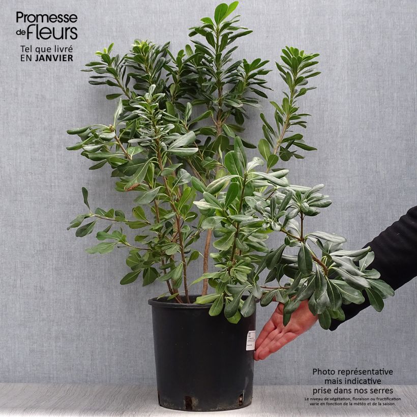 Amostra de Pitosporo-do-Japão - Pittosporum tobira Vaso de 7,5 L/10 L tal como entregue no inverno