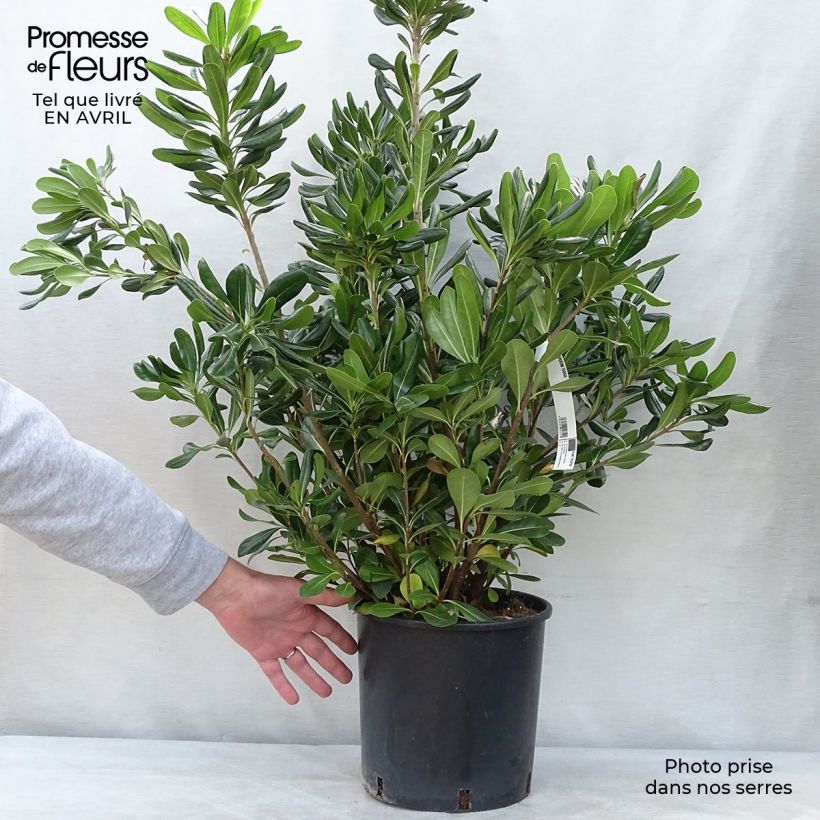 Amostra de Pitosporo-do-Japão - Pittosporum tobira Vaso de 7,5 L/10 L tal como entregue na primavera