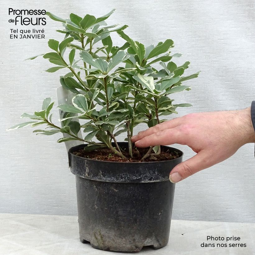 Amostra de Pittosporum tobira Variegatum Vaso de 2 L/3 L tal como entregue no inverno