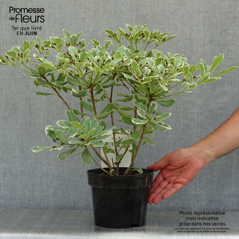 Amostra de Pitosporo-do-Japão Variegatum Vaso de 2 L/3 L tal como entregue no verão