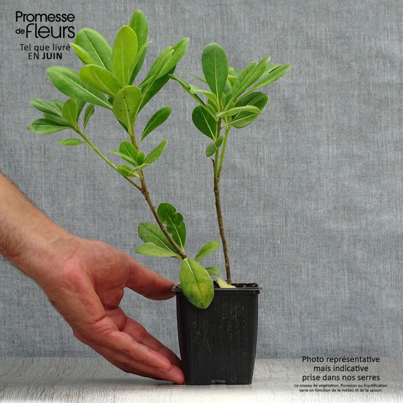 Amostra de Pitosporo-do-Japão - Pittosporum tobira Vaso de 8/9 cm tal como entregue no verão
