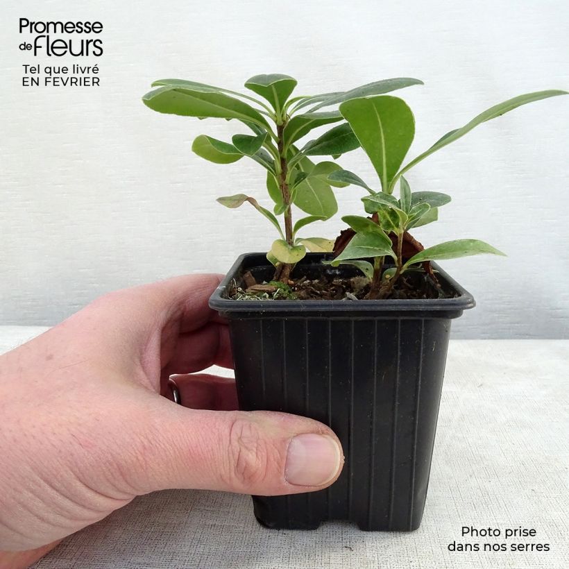 Amostra de Pitosporo-do-Japão - Pittosporum tobira Vaso de 8/9 cm tal como entregue no inverno