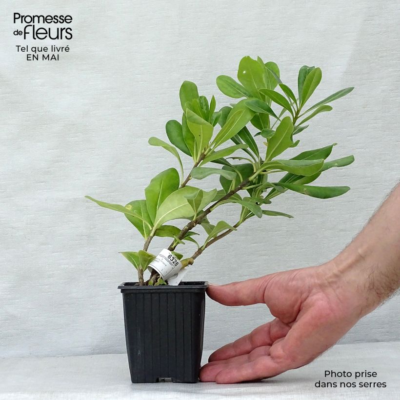 Amostra de Pitosporo-do-Japão - Pittosporum tobira Vaso de 8/9 cm tal como entregue na primavera