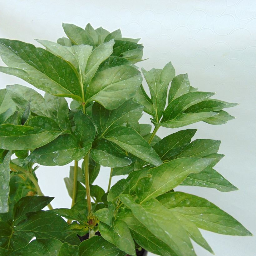 Paeonia Blaze (Folhagem)