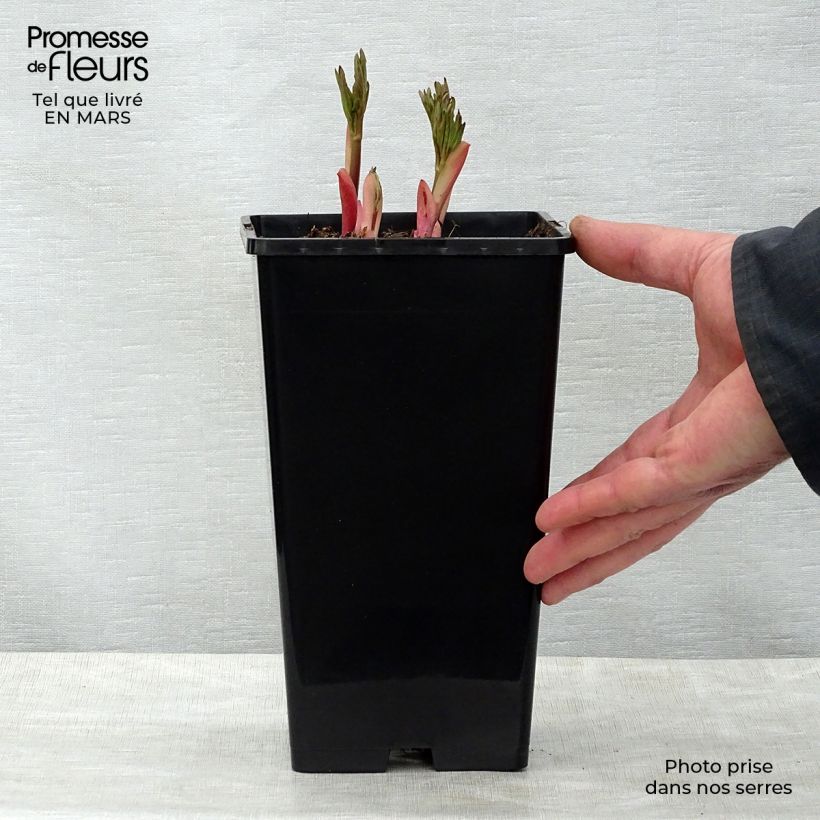 Amostra de Paeonia Flame Vaso de 3 L/4 L tal como entregue na primavera