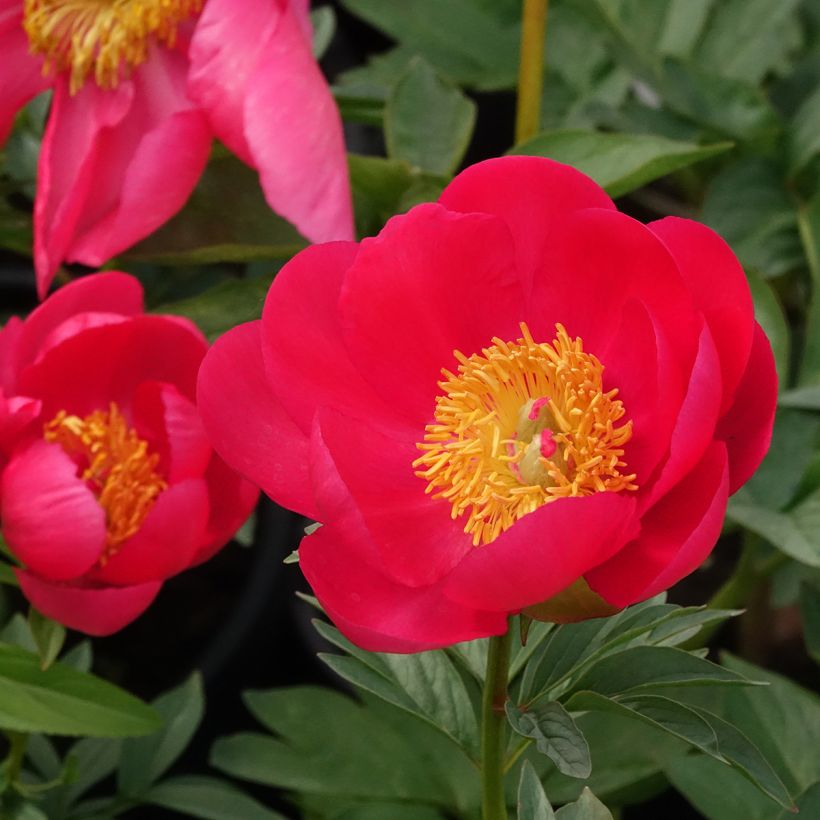 Paeonia Flame (Floração)
