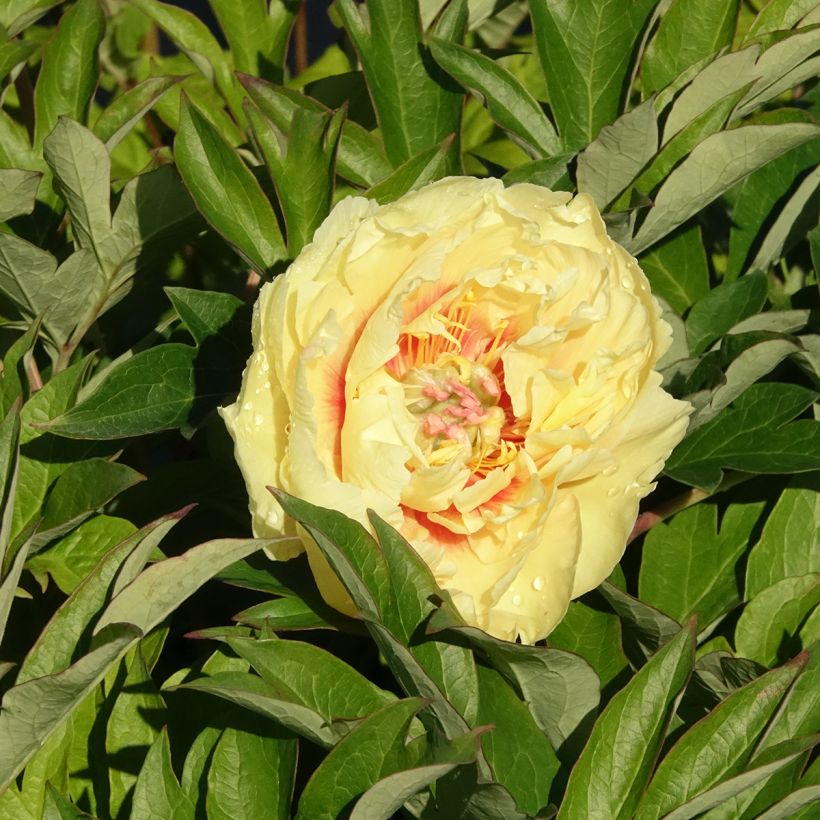 Paeonia Itoh Bartzella (Floração)