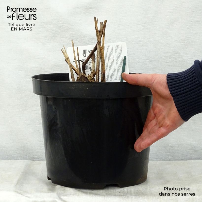 Amostra de Pivoine Itoh Bartzella Vaso de 7,5 L/10 L tal como entregue na primavera