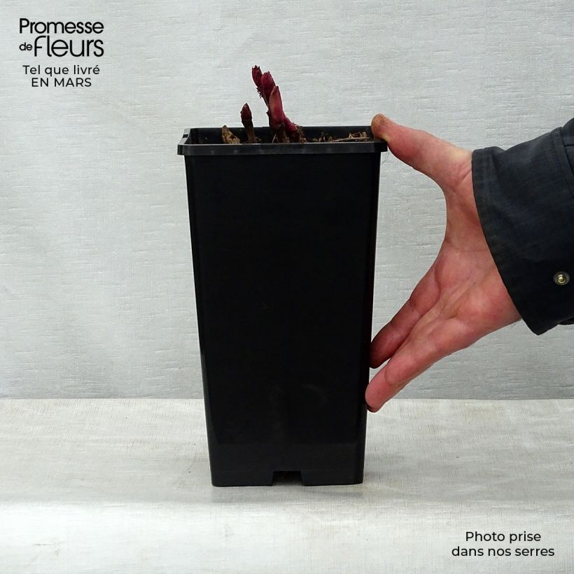 Amostra de Paeonia Itoh Bartzella Vaso de 3 L/4 L tal como entregue na primavera