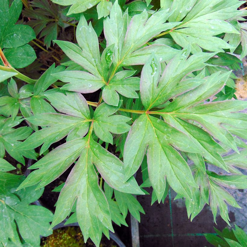 Paeonia Itoh Cora Louise (Folhagem)
