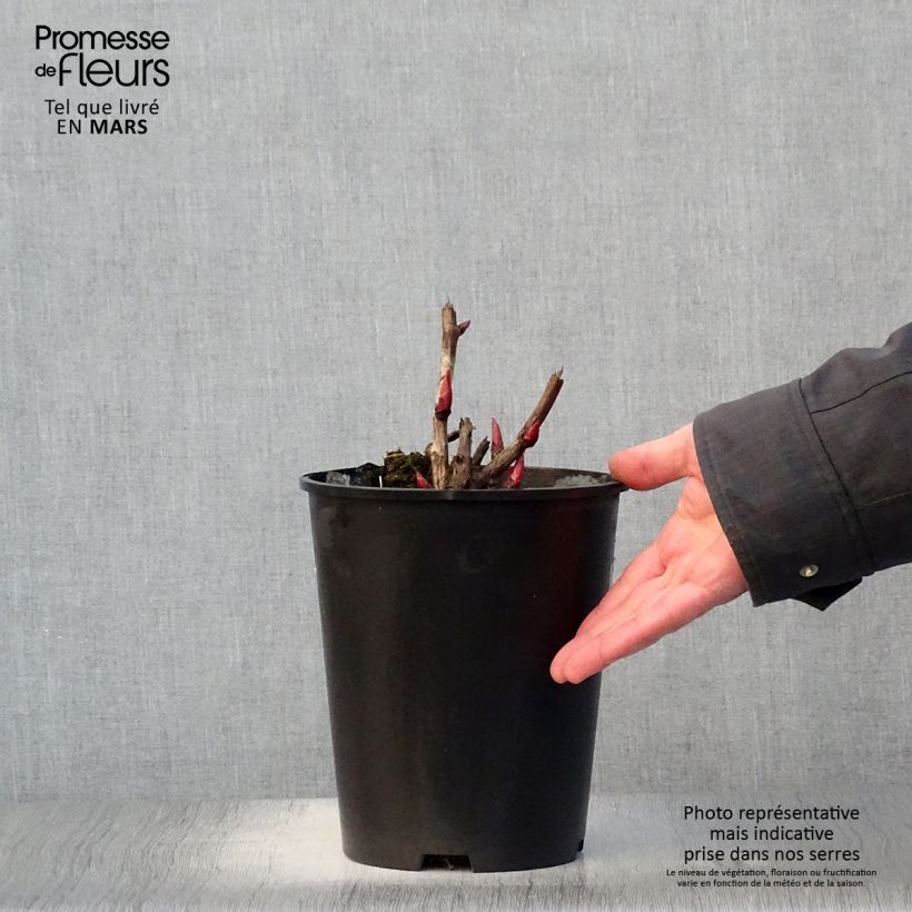 Amostra de Paeonia Itoh Cora Louise Vaso de 3 L/4 L tal como entregue na primavera