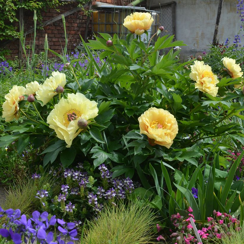 Paeonia Itoh Garden Treasure (Hábito)