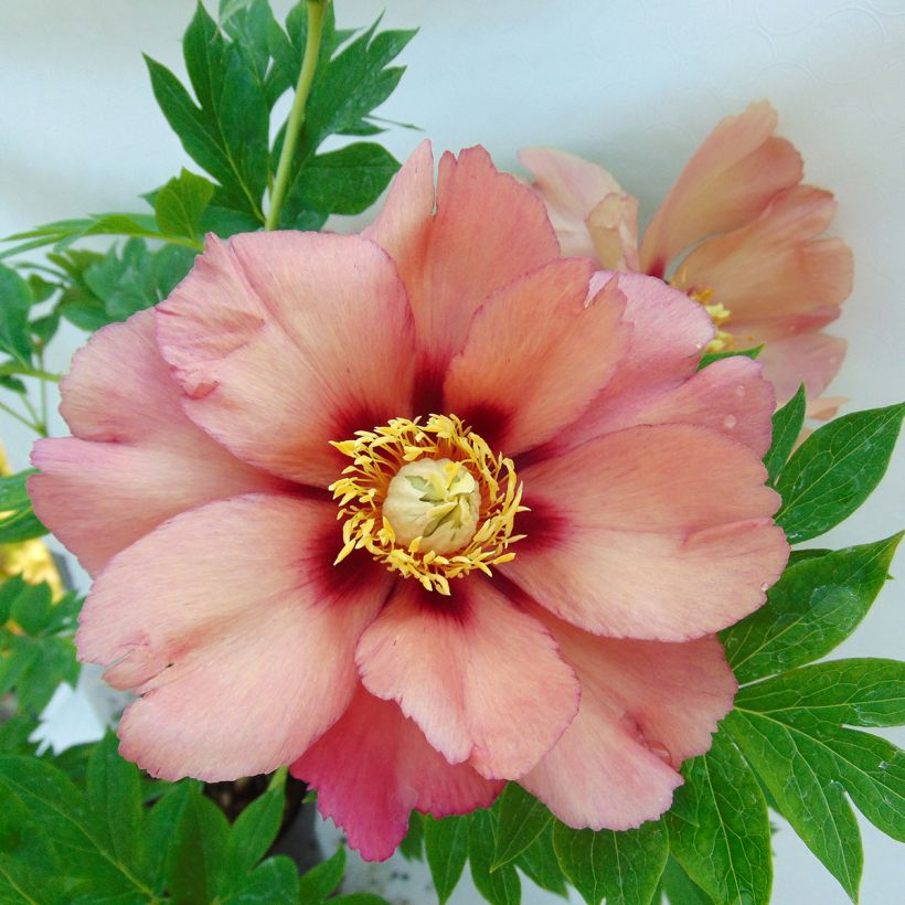 Paeonia Itoh Old Rose Dandy (Floração)