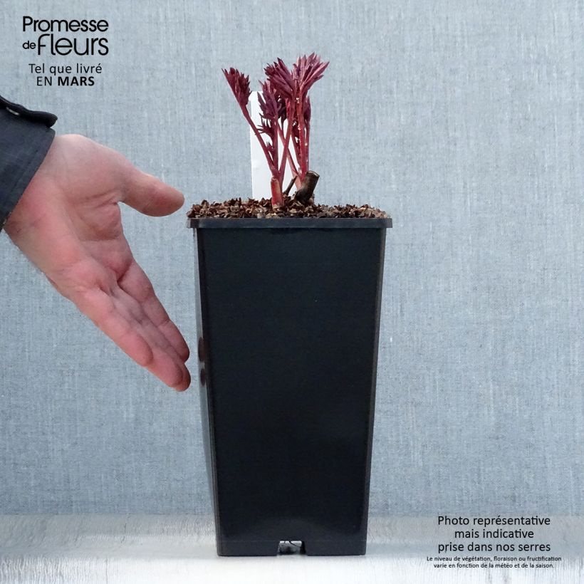 Amostra de Paeonia Itoh Pink Ardour Vaso de 3 L/4 L tal como entregue na primavera