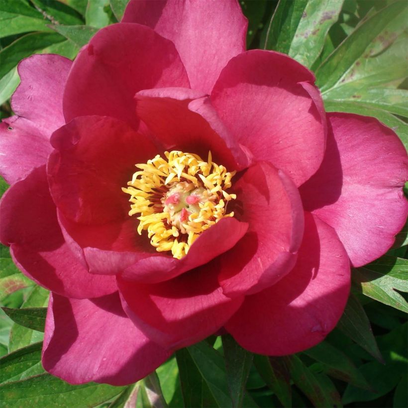 Paeonia Itoh Pink Ardour (Floração)