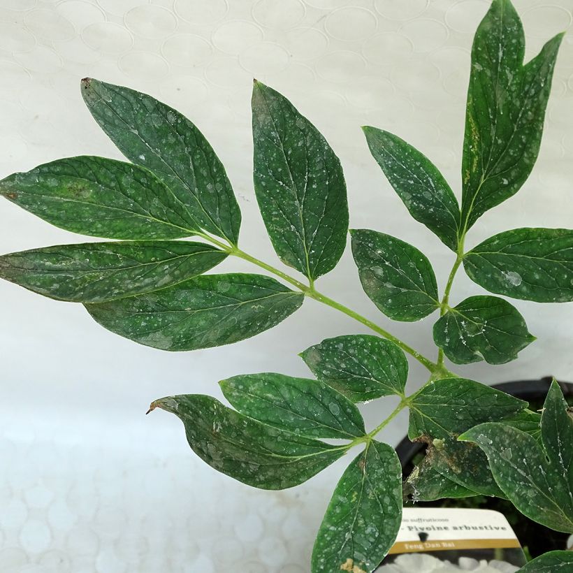 Peónia arbustiva Feng Dan Bai (Folhagem)