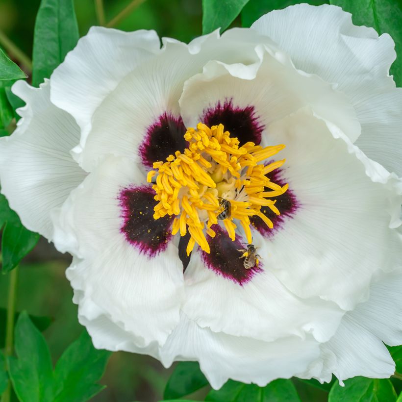 Peónia arbustiva Feng Dan Bai (Floração)