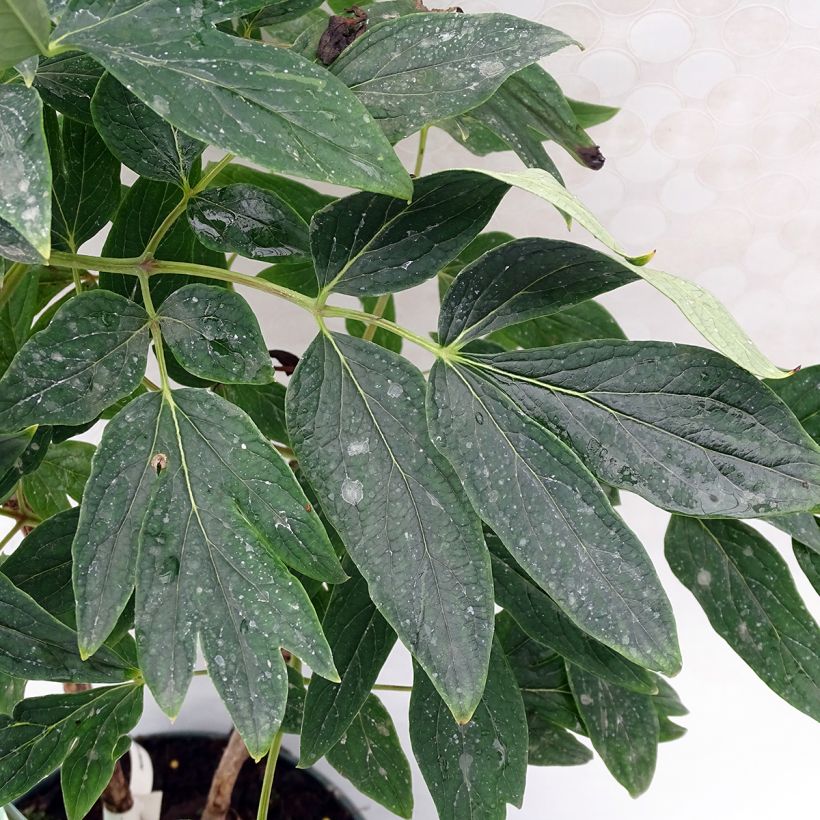 Peónia arbustiva 10 Lu Mu Ying Yu (Folhagem)