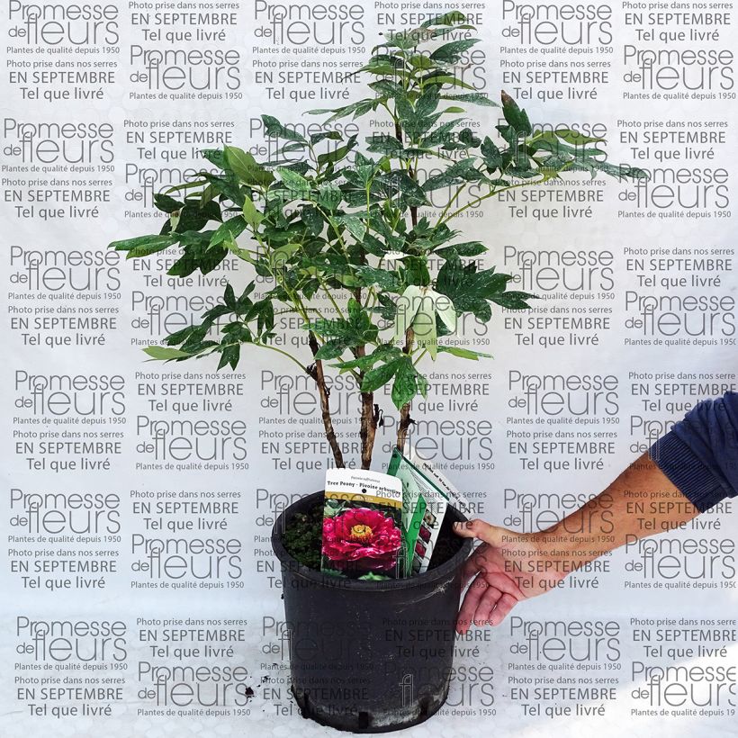 Exemplo de amostra de Pivoine arbustive 13 Ri Yue Jin - Paeonia suffruticosa Pot de 7,5L/10L tal como entregue
