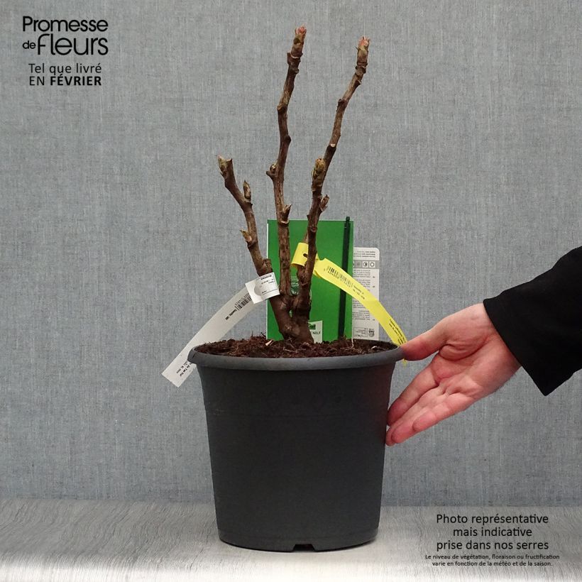 Amostra de Pivoine arbustive 15 Wu Jin Yao Hui - Paeonia suffruticosa Pot de 6L/7L tal como entregue no inverno