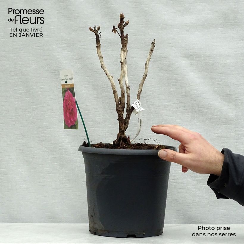 Amostra de Pivoine arbustive 16 Wu Long Peng Sheng - Paeonia suffruticosa Vaso de 6 L/7 L tal como entregue no inverno