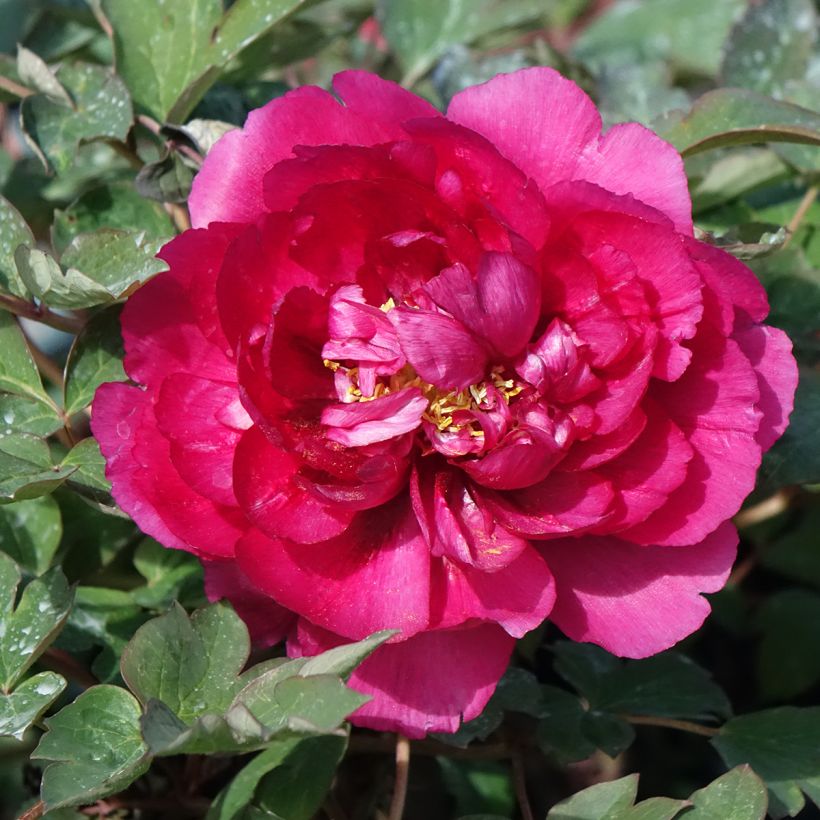 Peónia arbustiva Wu Long Peng Sheng (Floração)