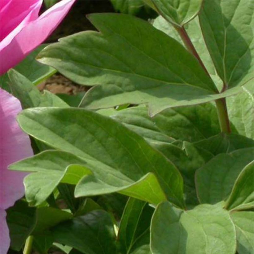 Peónia arbustiva Lu He Hong (Folhagem)