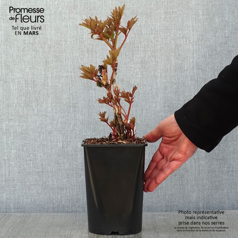 Amostra de Pivoine arbustive Fen He Piao Jiang - Paeonia suffruticosa Pot de 2L/3L tal como entregue no inverno