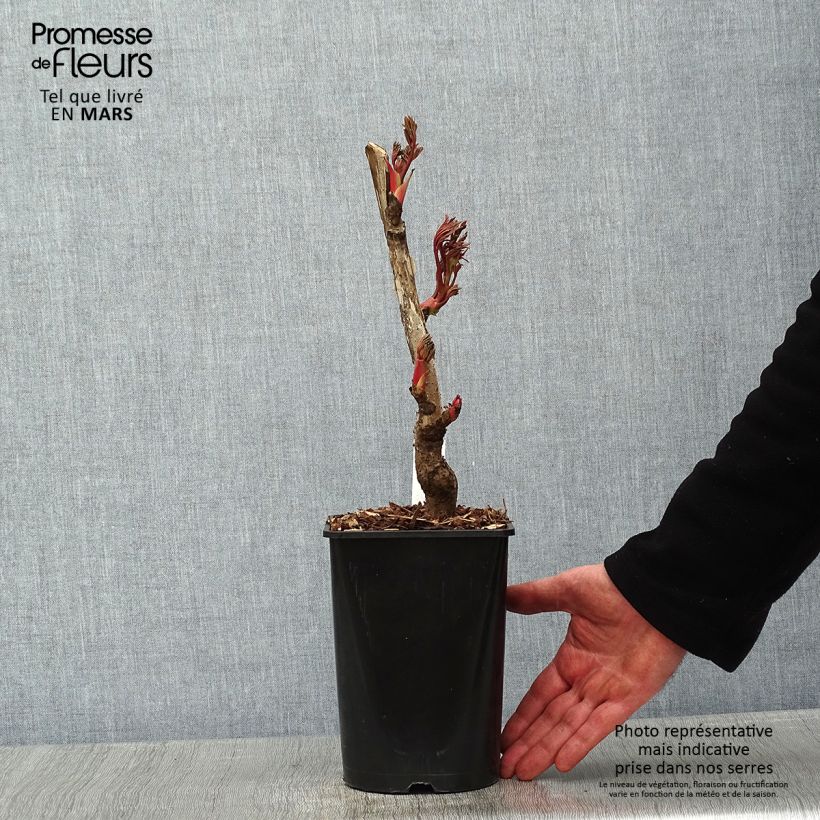 Amostra de Pivoine arbustive Jin Ge - Paeonia suffruticosa Pot de 2L/3L tal como entregue no inverno