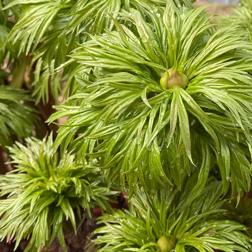 Paeonia anomala (Folhagem)