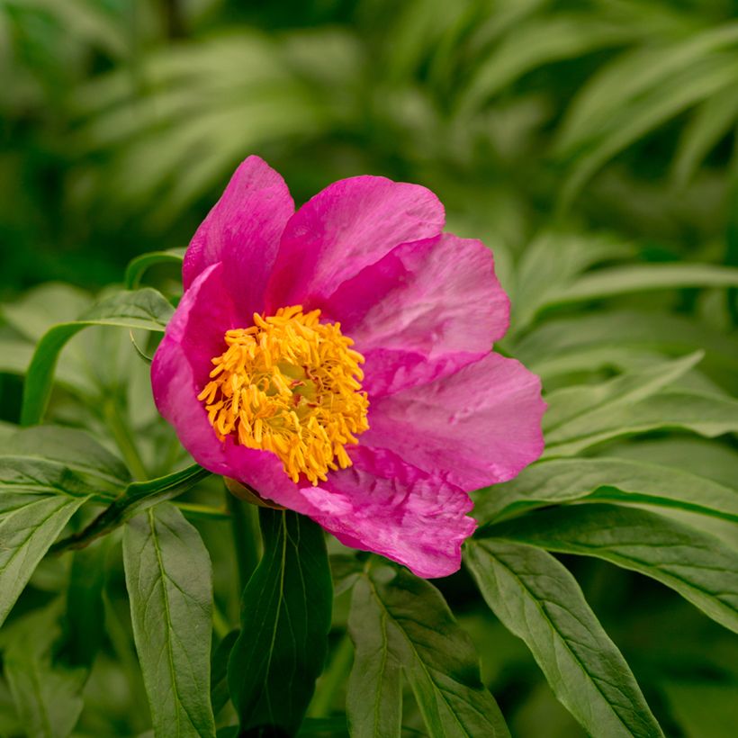 Paeonia anomala (Floração)