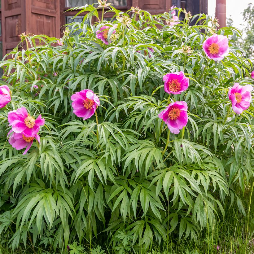 Paeonia anomala (Hábito)