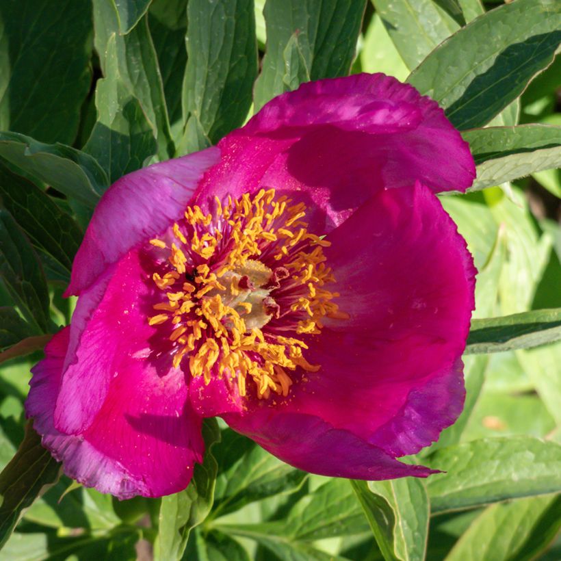 Paeonia humilis (Floração)