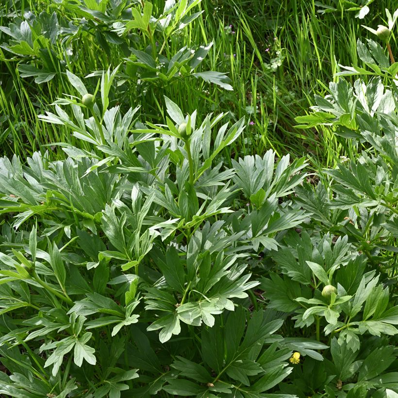Paeonia peregrina (Folhagem)