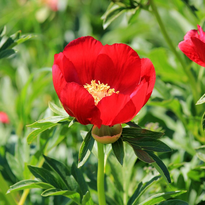 Paeonia peregrina (Floração)