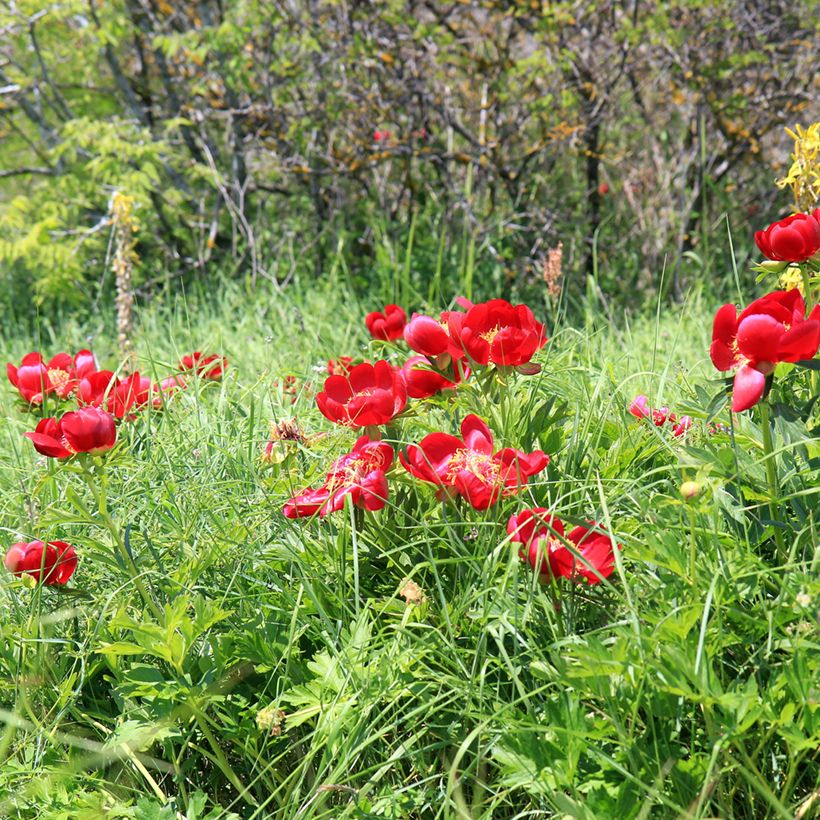 Paeonia peregrina (Hábito)