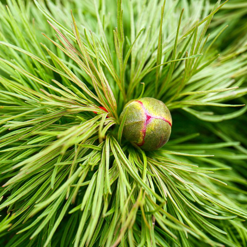 Paeonia tenuifolia (Folhagem)