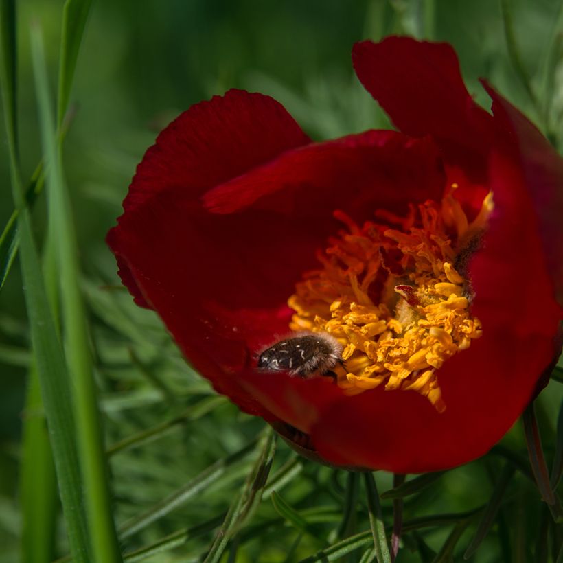 Paeonia tenuifolia (Floração)