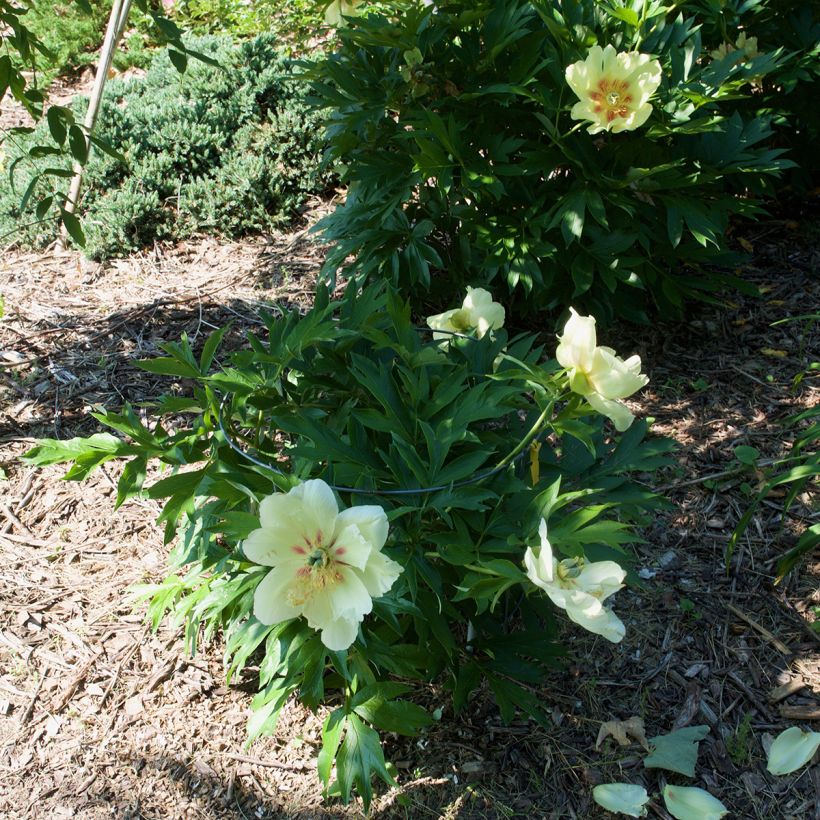 Paeonia Itoh Viking Full Moon (Hábito)