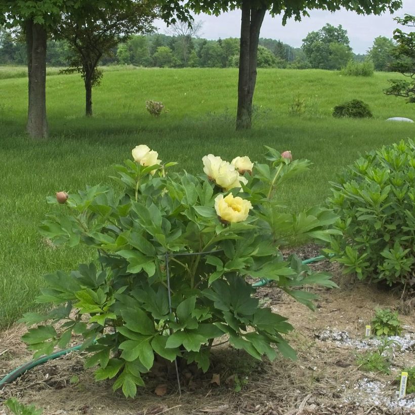 Paeonia Itoh Yellow Crown (Hábito)