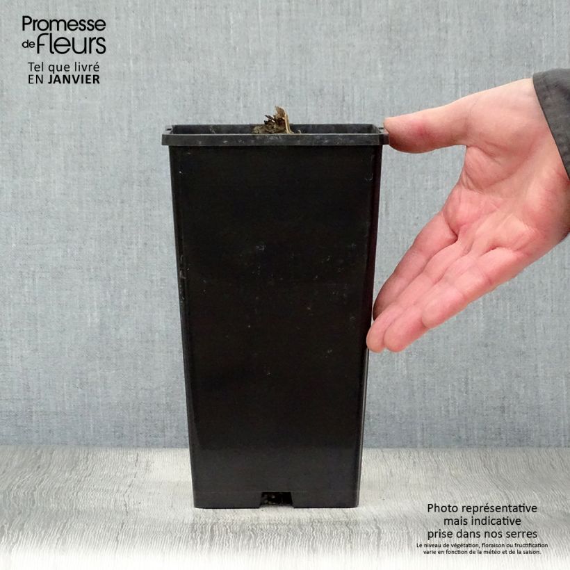 Amostra de Pivoine lactiflora Adolphe Rousseau Vaso de 3 L/4 L tal como entregue no inverno