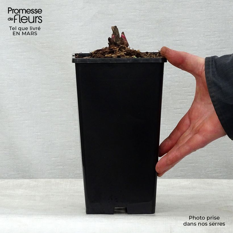 Amostra de Peónia chinesa Adolphe Rousseau Vaso de 3 L/4 L tal como entregue na primavera