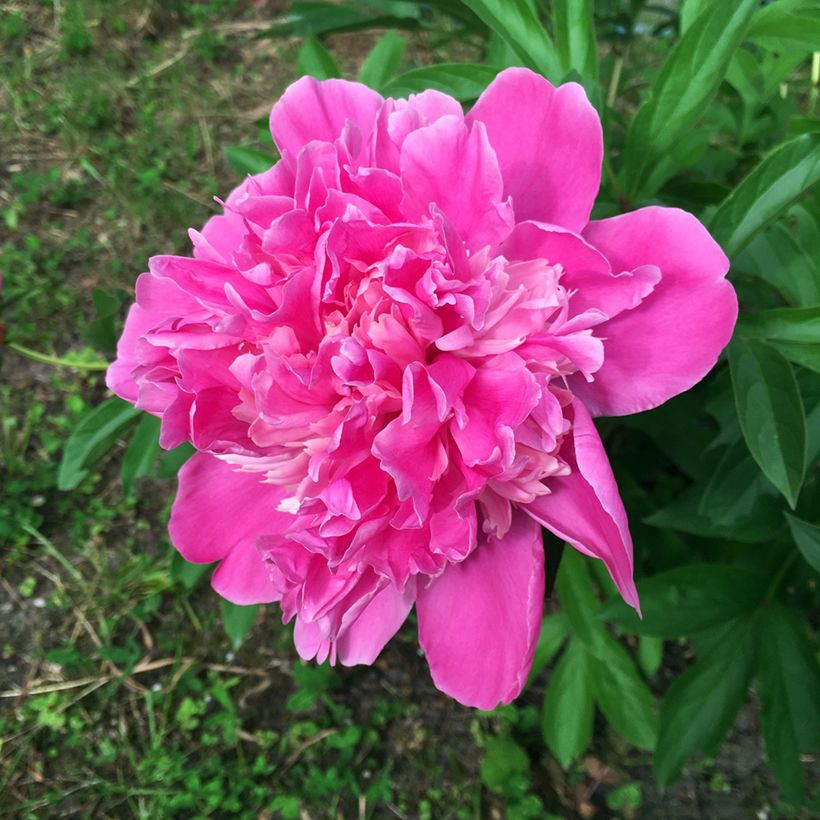 Peónia chinesa Amabilis (Floração)
