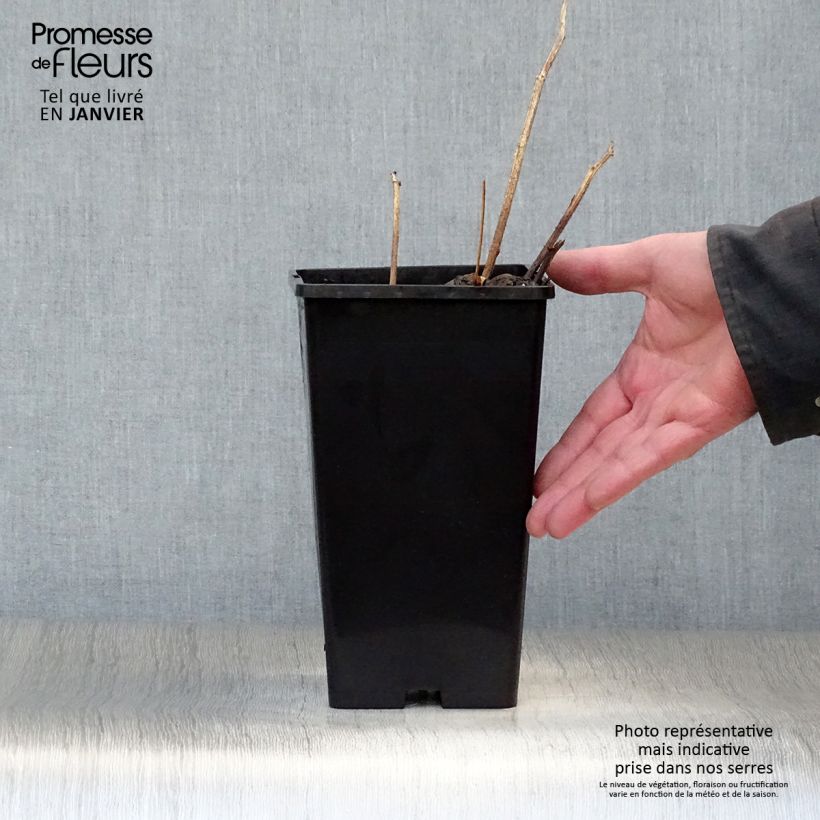 Amostra de Pivoine lactiflora Buckeye Belle Vaso de 3 L/4 L tal como entregue no inverno